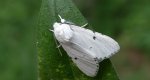 Szewnica miętówka (Spilosoma lubricipeda)