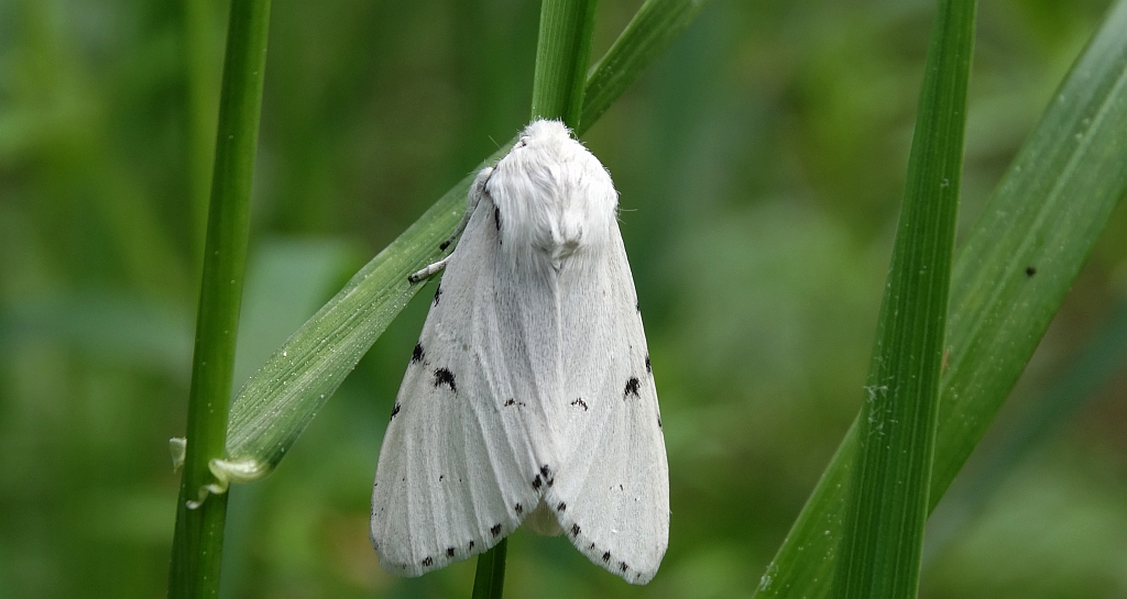 Szewnica miętówka (Spilosoma lubricipeda)