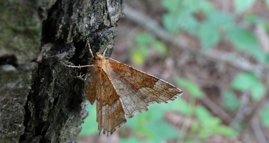 Cefis borówczak (Cepphis advenaria)