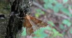 Cefis borówczak (Cepphis advenaria)