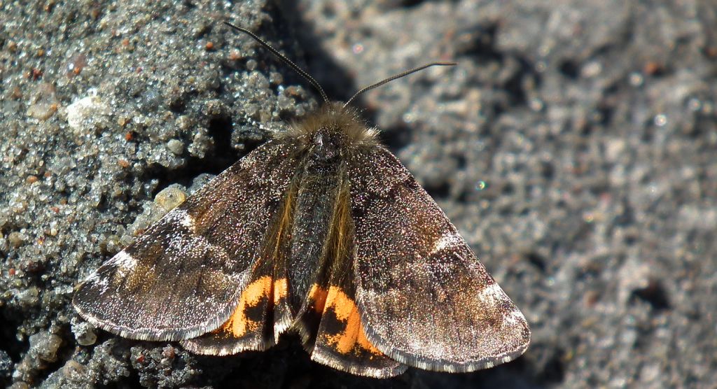 Bęsica kwietniówka (Archiearis parthenias)