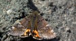 Bęsica kwietniówka (Archiearis parthenias)