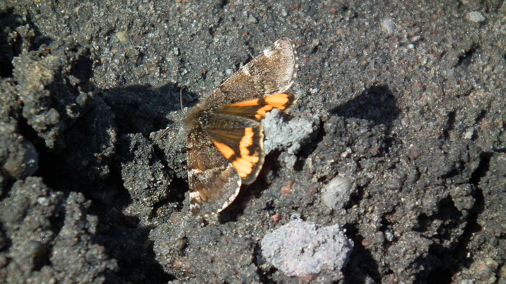 Bęsica kwietniówka (Archiearis parthenias)