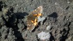 Bęsica kwietniówka (Archiearis parthenias)