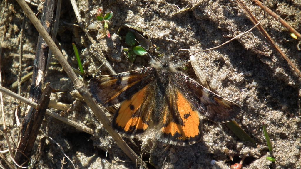 Bęsica kwietniówka (Archiearis parthenias)