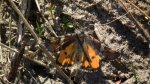 Bęsica kwietniówka (Archiearis parthenias)