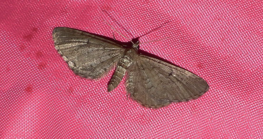 Grotnik sosnowiak (Eupithecia indigata)