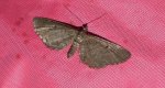 Grotnik sosnowiak (Eupithecia indigata)