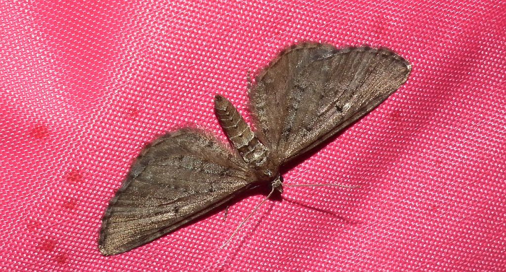 Grotnik sosnowiak (Eupithecia indigata)