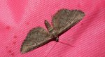Grotnik sosnowiak (Eupithecia indigata)