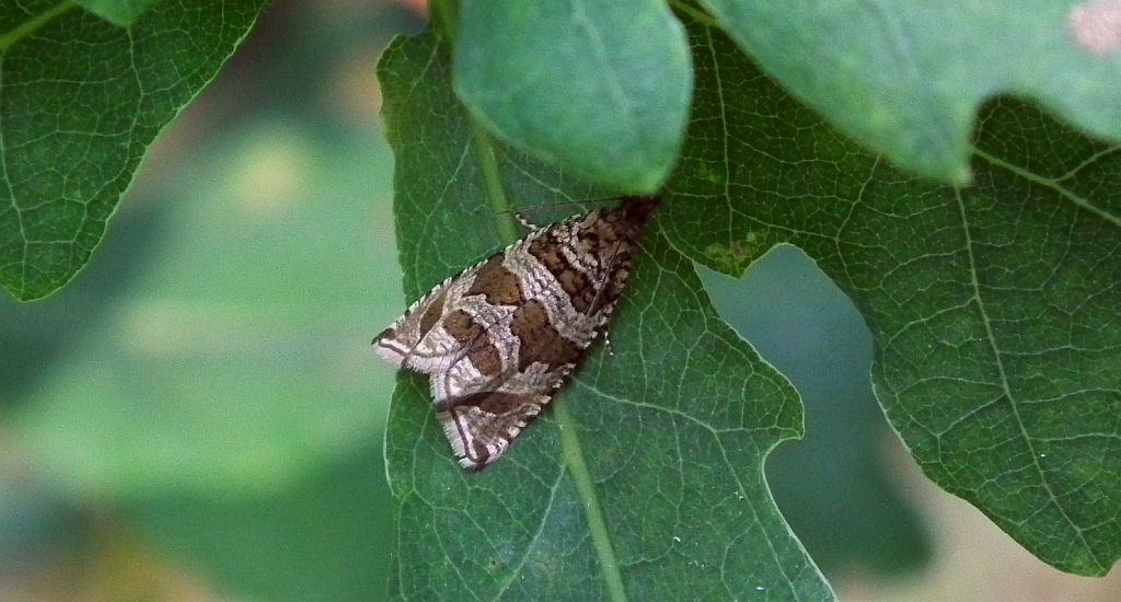 Celypha rivulana