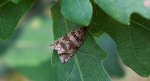 Celypha rivulana