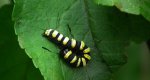 Wieczernica olszówka (Acronicta alni)