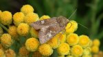 Amphipoea oculea
