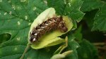 Wieczernica szczawiówka (Acronicta rumicis)