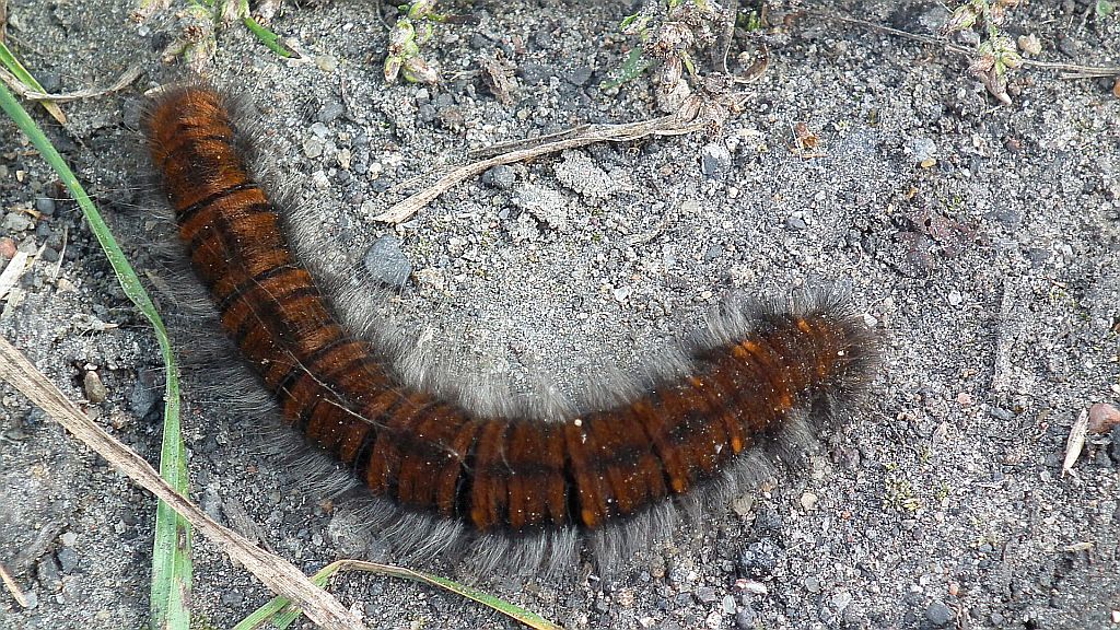 Barczatka malinówka (Macrothylacia rubi)