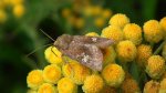 Amphipoea oculea