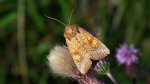Amphipoea fucosa