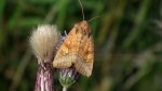 Amphipoea fucosa