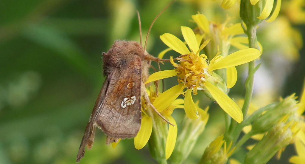Amphipoea oculea