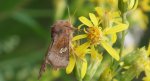 Amphipoea oculea