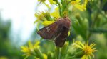 Amphipoea oculea