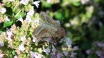 Hydraecia micacea