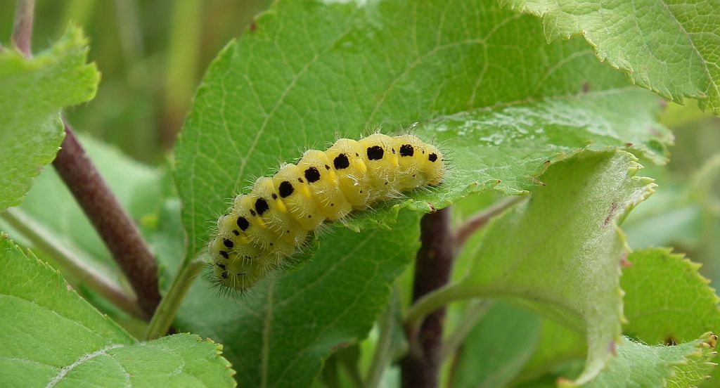 Kraśnik rogalik (Zygaena loti)