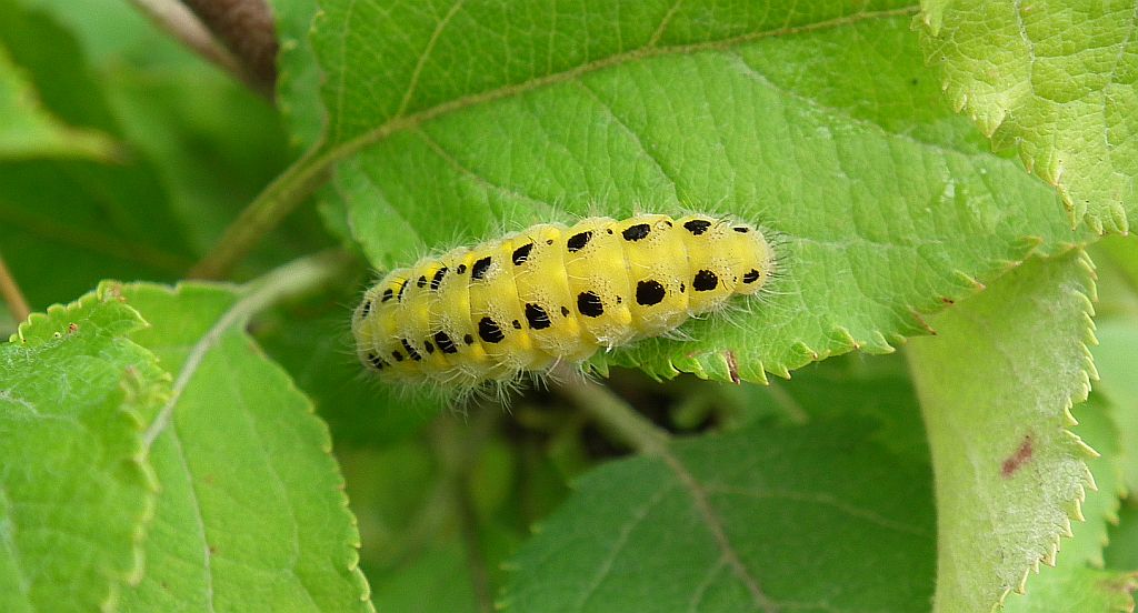 Kraśnik rogalik (Zygaena loti)