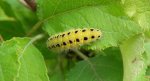 Kraśnik rogalik (Zygaena loti)
