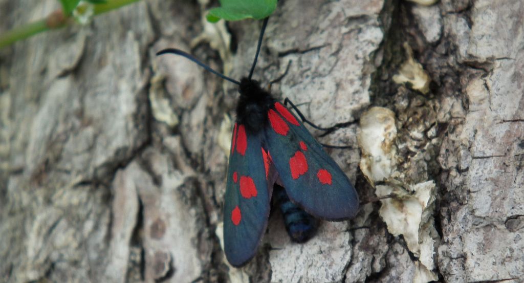 Kraśnik wykowiec (Zygaena viciae)