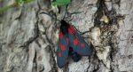 Kraśnik wykowiec (Zygaena viciae)