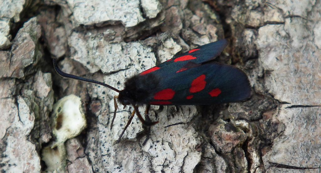 Kraśnik wykowiec (Zygaena viciae)