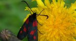 Kraśnik wykowiec (Zygaena viciae)