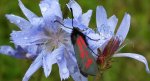 Zygaena minos