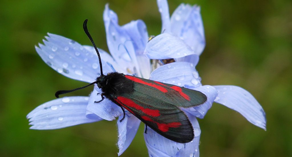 Zygaena minos