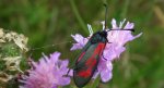 Zygaena minos