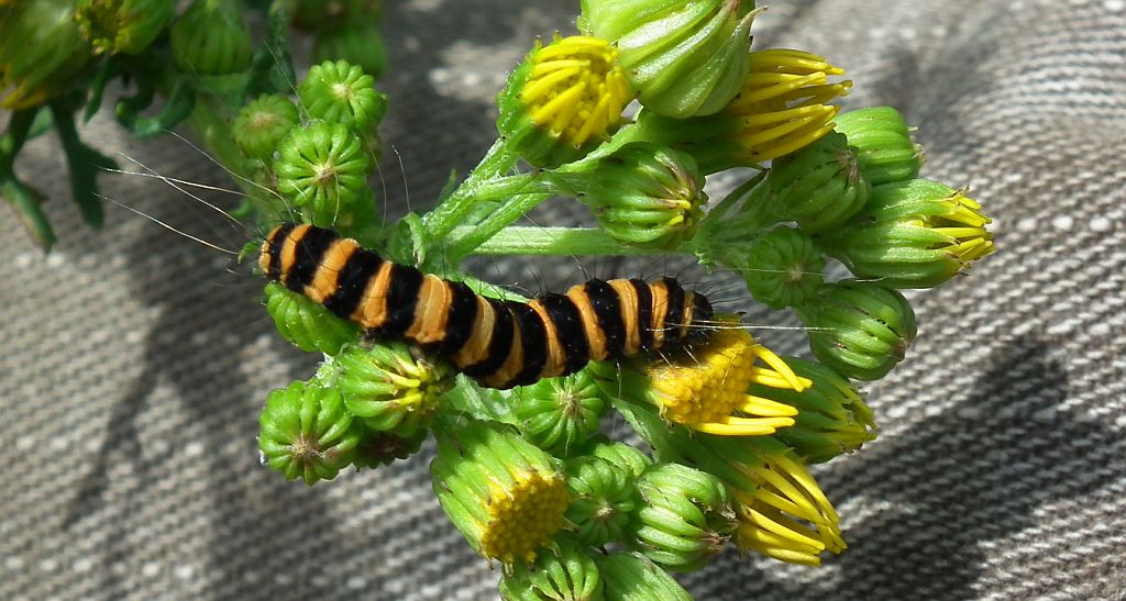 Proporzyca marzymłódka (Tyria jacobaeae)
