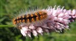 Wieczernica górolubka (Acronicta auricoma)