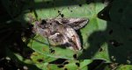 Błyszczka jarzynówka (Autographa gamma)