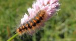 Wieczernica górolubka (Acronicta auricoma)