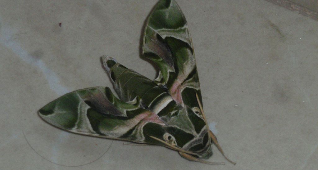 Zmrocznik oleandrowiec (Daphnis nerii (L.))