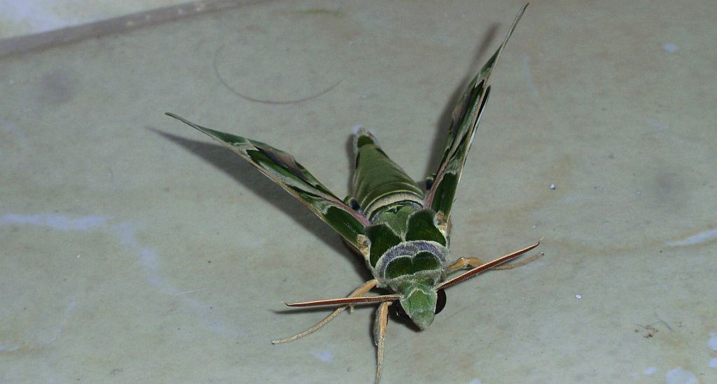 Zmrocznik oleandrowiec (Daphnis nerii (L.))