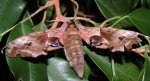 Nastrosz półpawik, gryzuń półpawik (Smerinthus ocellata syn. Smerinthus ocellatus)