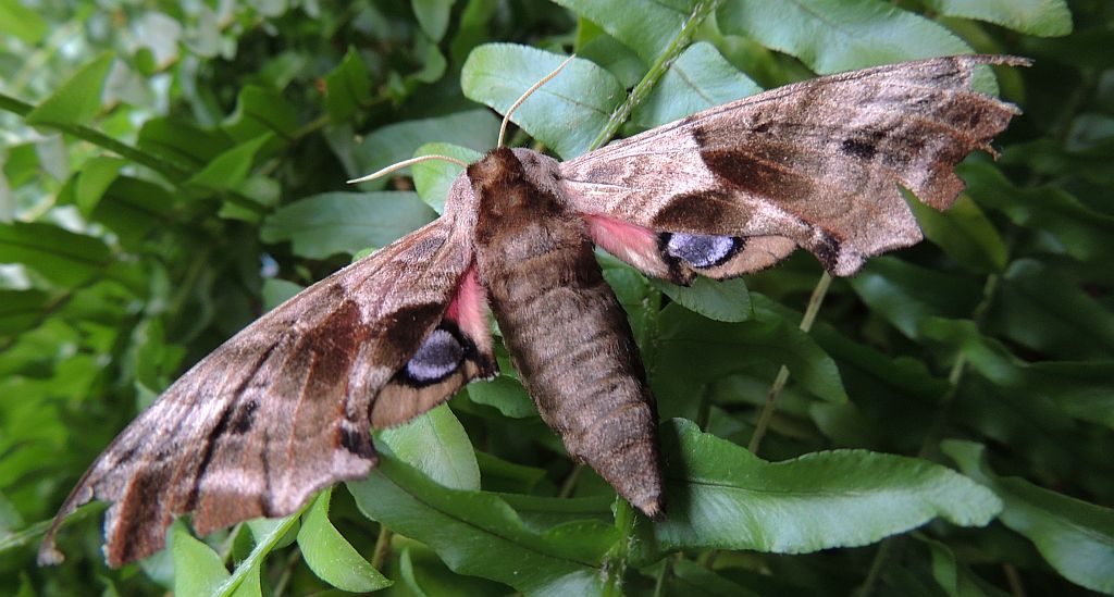 Nastrosz półpawik, gryzuń półpawik (Smerinthus ocellata syn. Smerinthus ocellatus)