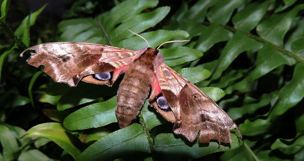 Nastrosz półpawik, gryzuń półpawik (Smerinthus ocellata syn. Smerinthus ocellatus)