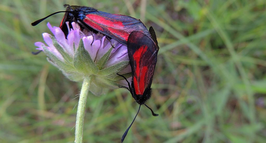 Kraśnik purpuraczek (Zygaena purpuralis)