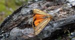 Pstrokówka kreskówka (Coscinia striata)