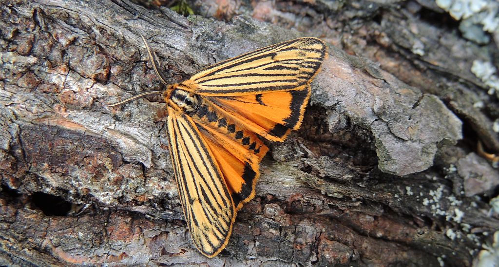 Pstrokówka kreskówka (Coscinia striata)