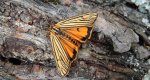 Pstrokówka kreskówka (Coscinia striata)